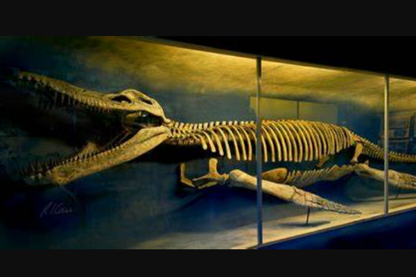 最大的上龙科动物:克柔龙 体长10米(嘴巴似鳄鱼)
