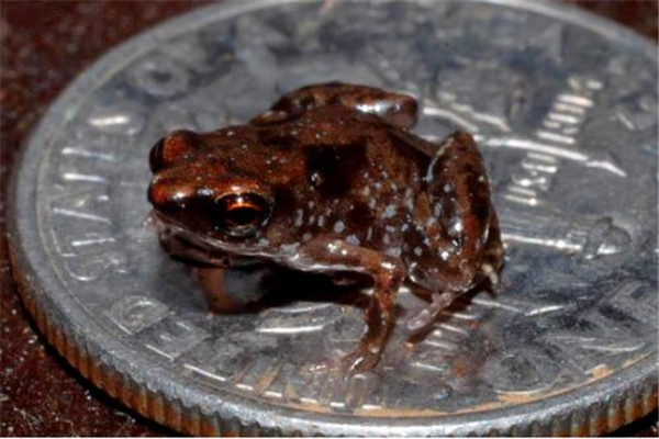 世界上最小的脊椎动物 阿马乌童蛙（总长7.7毫米）