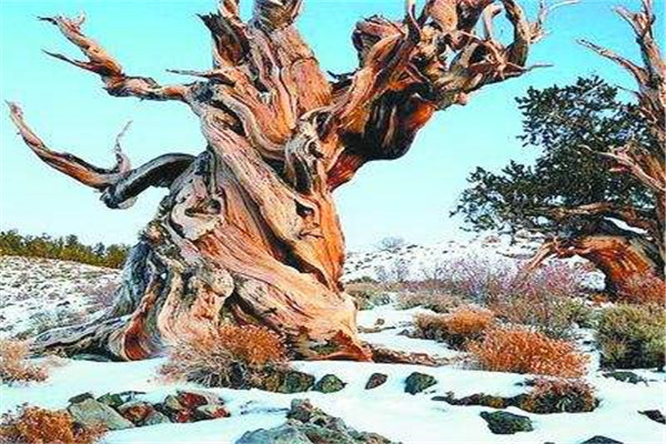 世界上最老的树 玛士撒拉树（四千八百年寿命）