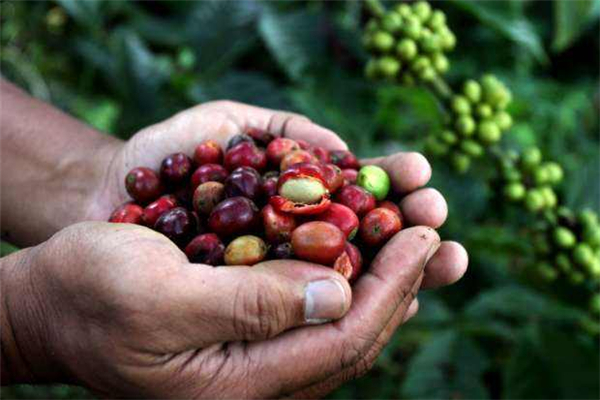 世界十大咖啡生产国 巴西是全世界最出名的咖啡生产国