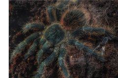 世界上最致命的蜘蛛 巴西漫游蜘蛛（长相恐怖有致命毒素）
