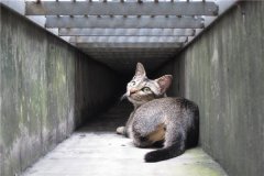 世界上最小的猫类 新加坡猫（也被称之为下水道猫）