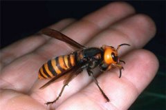 世界上最恐怖的大黄蜂 日本大黄蜂（被称之地狱大黄蜂）