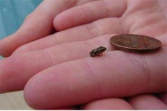 世界上最小的脊椎动物 阿马乌童蛙（总长7.7毫米）