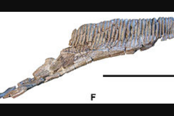 匙龙:大型鸭嘴龙科恐龙(体长7米/仅出土一块齿骨)