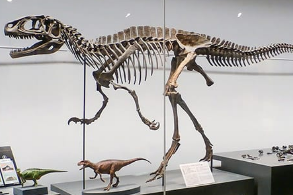 胜山龙:日本中型兽脚类恐龙(体长4米/生于白垩纪)