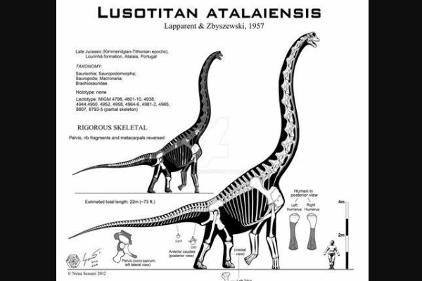 葡萄牙巨龙:欧洲植食恐龙(体长22米/仅一块躯干化石)