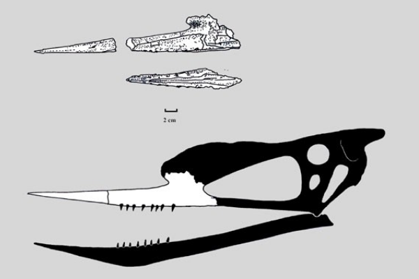 酋长龙:南美小型鸟脚类恐龙(体长仅2米/属于疑名)