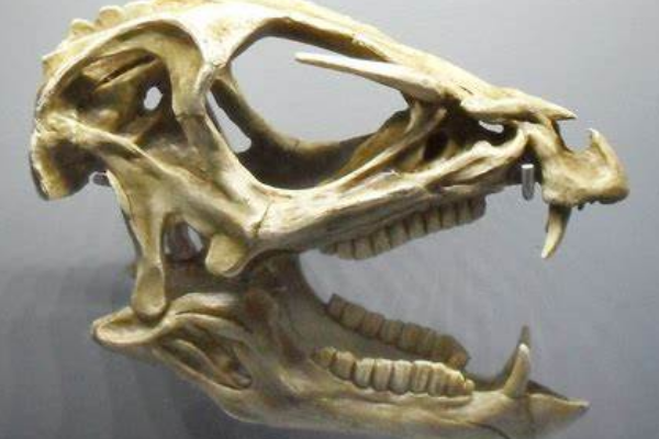 羊毛龙:非洲小型植食恐龙(体长仅1.2米/长有长犬齿)