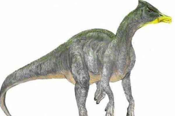 酋长龙:南美小型鸟脚类恐龙(体长仅2米/属于疑名)