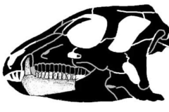 羊毛龙:非洲小型植食恐龙(体长仅1.2米/长有长犬齿)