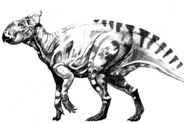 纤角龙:北美小型植食性角龙(体长仅2米/嘴巴像鹦鹉)