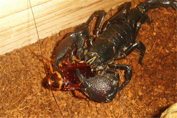 世界上体型最大的蝎子 体长有八英寸双钳和纽扣一样