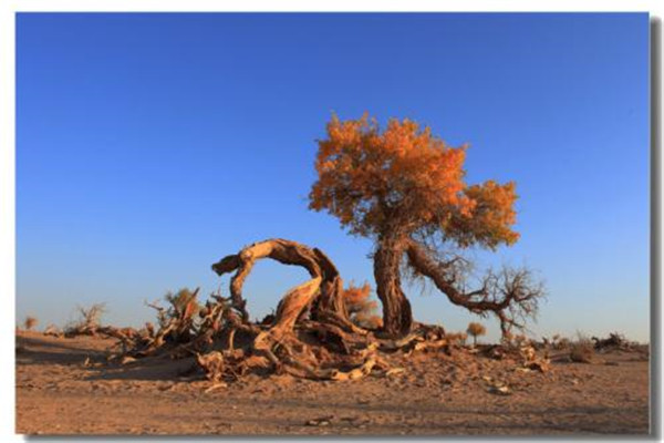 世界上最悲壮的树 胡杨树（用自己生命抵抗沙漠袭击）