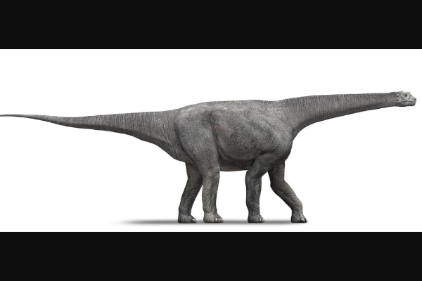 细长龙:欧洲巨型植食恐龙(长18米/脖子占到一半长)