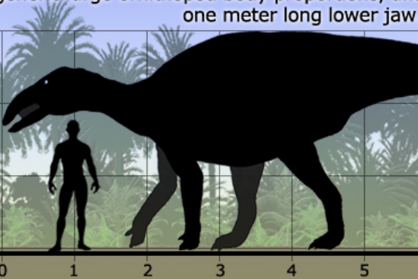兰州龙:牙齿最大的植食恐龙(最长14厘米/最宽7厘米)
