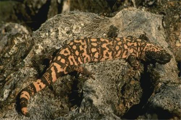 世界上最毒的蜥蜴 毒蜥（生活在美国西部和墨西哥之间）