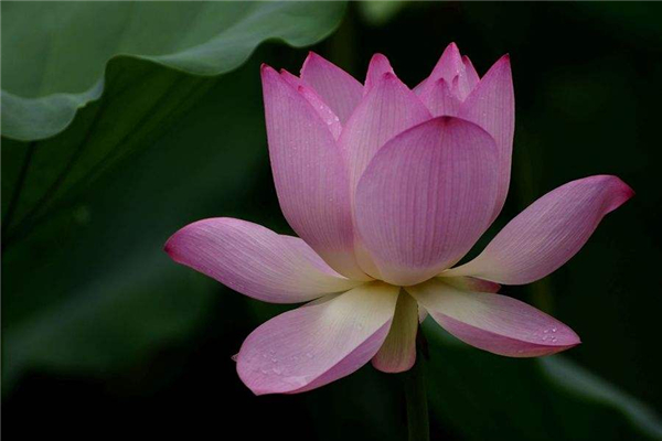 世界上十大名字最优雅的植物 水仙花是水中的仙子