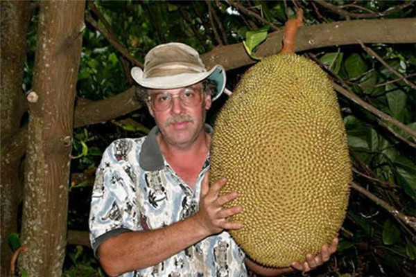 世界上最大的菠萝蜜 重达三十五千克重（口感更好）
