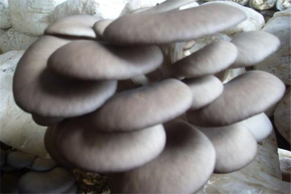 世界上最大的平菇 高达1.7米重达二十公斤重