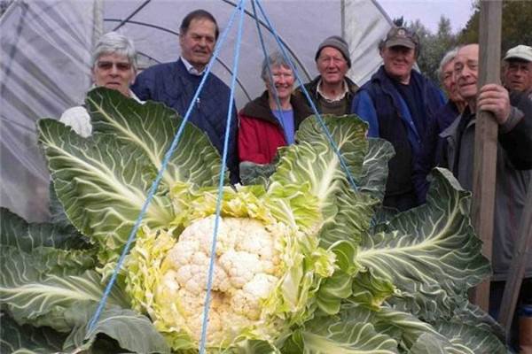 世界上最大的花菜 彼得是怎么种出这颗花菜的