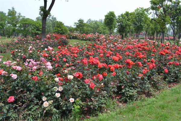 世界上十种最美的玫瑰花 路易斯雷爵女士以人命名