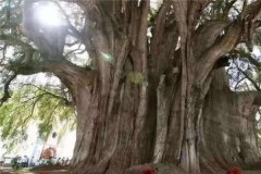 世界上第二古老的树 塞意阿巴库树（4000年历史）