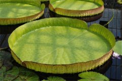 世界上叶片最大的水生植物 王莲（一种睡莲科植物）