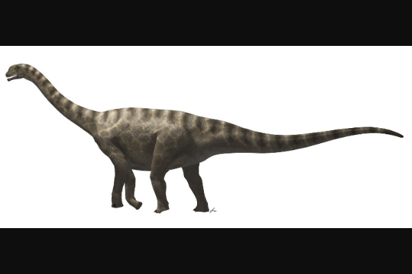 露丝娜龙:欧洲大型恐龙(体长18米/光肱骨就达1.4米)