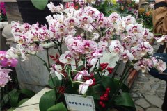 世界最臭的花排名 长叶蝴蝶兰颜值超高但味道超重