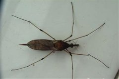 全球最大的蚊子是什么 金腹巨蚊（是平常蚊子10倍大）