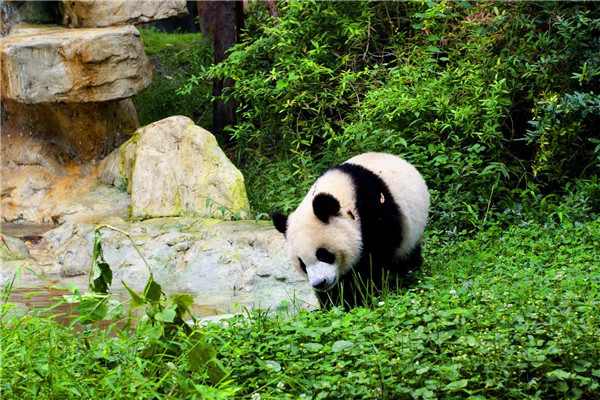 世界上最萌动物 熊猫（中国国宝远古时期生物）