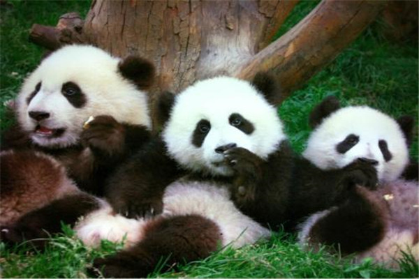 世界上最萌动物 熊猫（中国国宝远古时期生物）