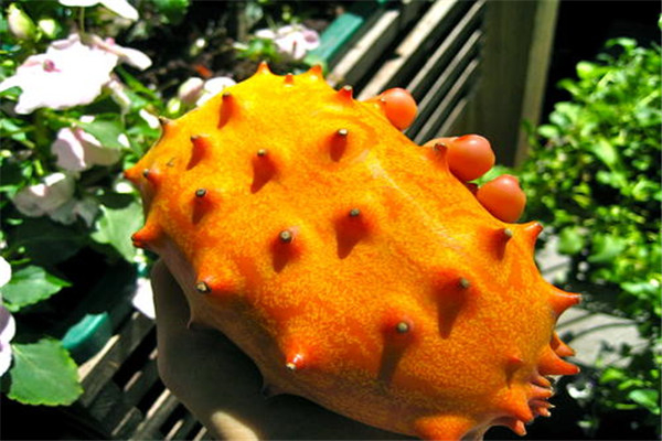 世界上最罕见的10种水果 猫屎瓜长相奇特但是作用很多