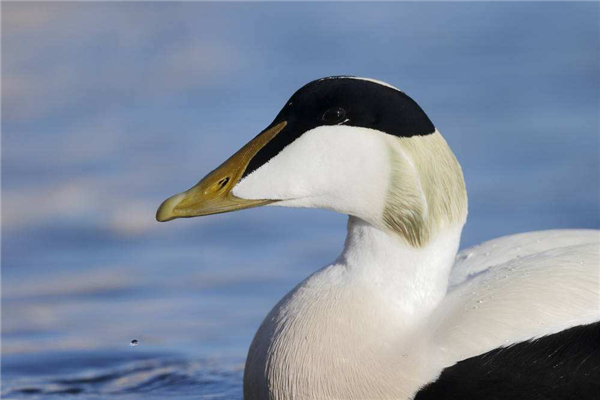 世界上最美的十种鸭子 旋嘴鸭是比较独特的一种