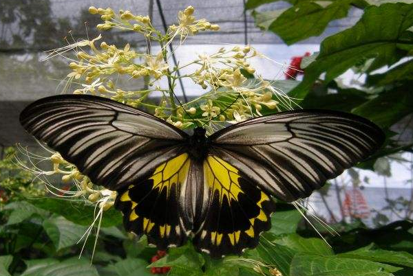 世界上最大的蝴蝶：巨凤蝶，双翅展开31厘米(普通蝴蝶10倍大)