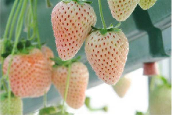 世界上最罕见的10种水果 猫屎瓜长相奇特但是作用很多