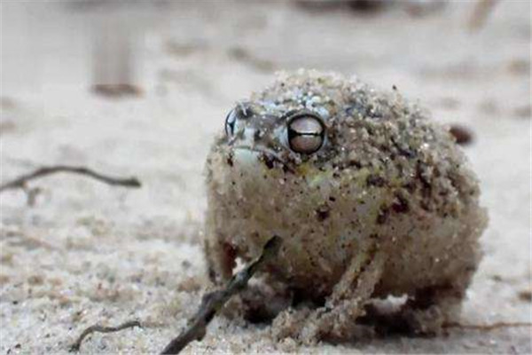 世界上最可爱的青蛙 馒头蛙为什么会那么讨人喜爱