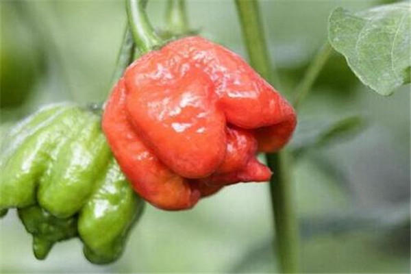 世界上最辣的辣椒排名前十 鸟眼辣椒虽然个头小但是超辣