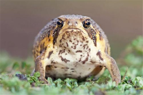 世界上最可爱的青蛙 馒头蛙为什么会那么讨人喜爱