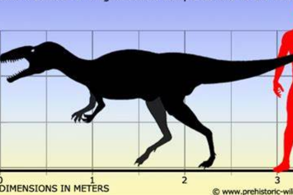 大龙:欧洲大型恐龙(长4米/最早的坚尾龙类恐龙)