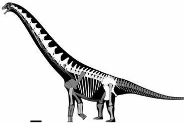 门多萨龙:南美巨型恐龙(长25米/蜥脚类中的短脖子)