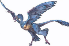 顾氏小盗龙:史上第一种会飞的恐龙(拥有四只翅膀)