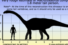 大尾龙:欧洲巨型植食恐龙(长12米/生于1.3亿年前)