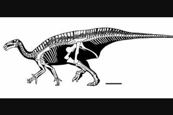 曼特尔龙:欧洲大型恐龙(前肢只有后肢一半/长7米)