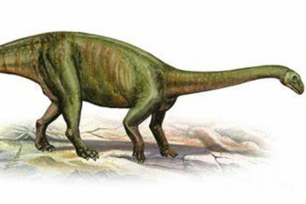 大椎龙:中型植食蜥脚恐龙(长6米/长有鸟类气囊)