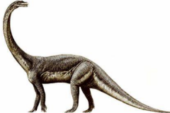 大椎龙:中型植食蜥脚恐龙(长6米/长有鸟类气囊)