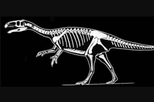 西北阿根廷龙:南美小型恐龙(长1.8米/是阿贝力龙近亲)