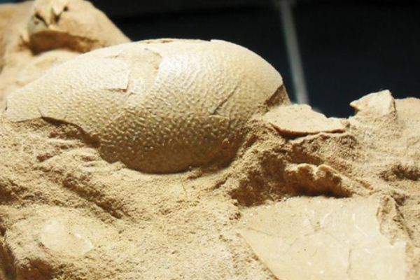 耐梅盖特母龙:蒙古小型恐龙(长3米/发现蛋化石)
