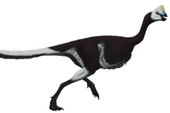 耐梅盖特母龙:蒙古小型恐龙(长3米/发现蛋化石)